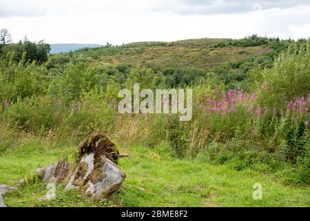 Cavan Burren Park, Geopark, Blacklion, Irlanda, Foto Stock