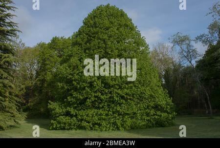 Foliage primaverile del Lime albero di Leave grande deciduo (Tilia platyphyllos) che cresce in un giardino in Devon Rurale, Inghilterra, Regno Unito Foto Stock