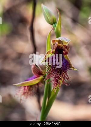 Il lirico orchidea (Calochillus robertsonii) è una specie di orchidea originaria dell'Australia e della Nuova Zelanda. Foto Stock