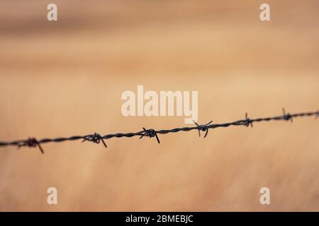 Filo di spatello davanti al campo agricolo Foto Stock