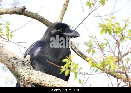 Un corvo in un albero - primo piano Foto Stock