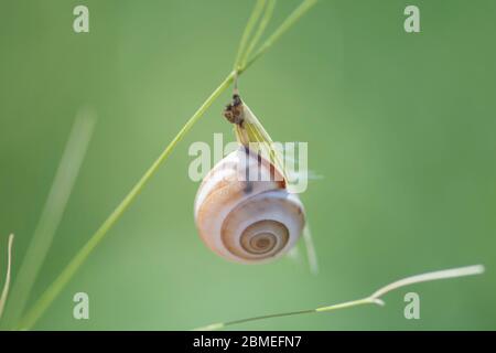 Macro scatto di una lumaca luminosa su una pianta verde Foto Stock