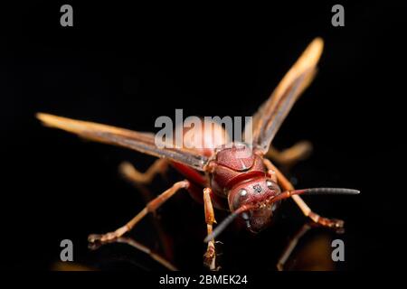 Polistes Carolina, carta Wasp, Red Wasp isolato su sfondo nero Foto Stock