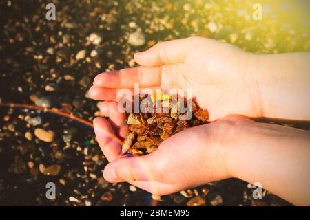 Alcuni pezzi di ambra trovati sul Mar Baltico a mano vicino a freddo mare in background Foto Stock