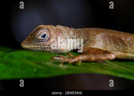 Dusky Eartless AGAMA - Aphaniotis fusca, piccolo blu occhio agama da foreste e boschi del sud-est asiatico, Mutiara Taman Negara, Malesia. Foto Stock