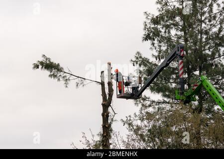 Lavoratore con motosega potando alberi, un uomo in alta quota su ascensore con braccio idraulico articolato e gabbia taglia i rami di un grande albero, maintena Foto Stock