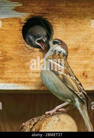 Marktoberdorf, Germania, 9 maggio 2020. Sparrow alimenta la sua prole nell'incubatore. Fotografo: Peter Schatz Foto Stock