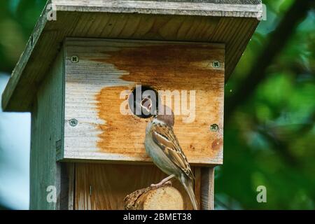 Marktoberdorf, Germania, 9 maggio 2020. Sparrow alimenta la sua prole nell'incubatore. Fotografo: Peter Schatz Foto Stock