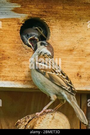 Marktoberdorf, Germania, 9 maggio 2020. Sparrow alimenta la sua prole nell'incubatore. Fotografo: Peter Schatz Foto Stock