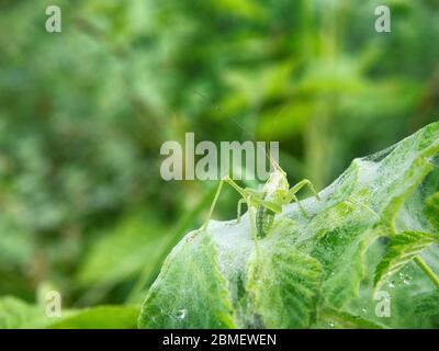 Web in rugiada e afferrare larva, rugiada del mattino Foto Stock