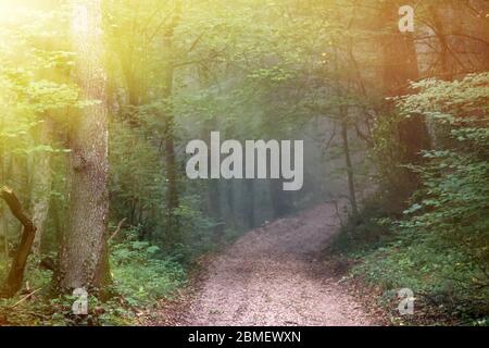 La strada che conduce al misty bosco di latifoglie e il penetrante raggi del sole. Fine estate in Europa centrale Foto Stock