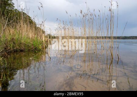 Vista sul tranquillo lago serale circondato da pineta ai raggi del sole in primavera. Le canne secche si snodano nel vento riflettendo in acqua limpida. Risveglio Foto Stock