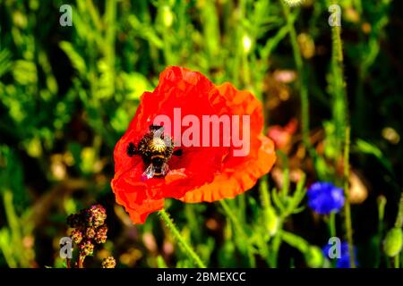 Ape sconnessa su papavero fiore primo piano Papaver rhoeas Poppy di mais Foto Stock