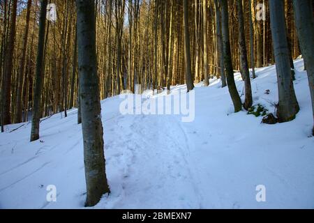 Percorso turistico nei boschi durante la stagione invernale, Slovacchia Foto Stock