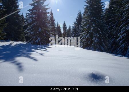 Foresta di abeti ricoperta di neve bianca durante la stagione invernale, Slovacchia Foto Stock