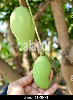 Mano che tiene mazzo di giovani Mango su albero ramo. La frutta coltivata in climi tropicali e subtropicali più scaldi Foto Stock