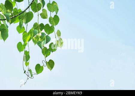 Vegetali ed Erbe, Tinospora cordifolia, Guduchi, Giloy o Heart Leaved Moonseed pianta contro su Blue Sky. Uso in Medicina tradizionale per il trattamento di vari Foto Stock