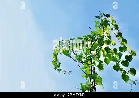 Vegetali ed Erbe, Tinospora cordifolia, Guduchi, Giloy o Heart Leaved Moonseed pianta contro su Blue Sky. Uso in Medicina tradizionale per il trattamento di vari Foto Stock