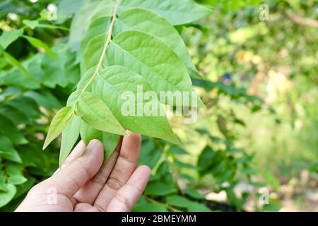 Giardiniere Holding con attenzione Stella Gooseberries foglie verdi per prendere cura della Fattoria. Foto Stock