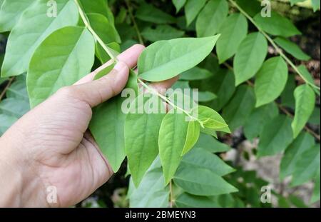 Giardiniere Holding con attenzione Stella Gooseberries foglie verdi per prendere cura della Fattoria. Foto Stock