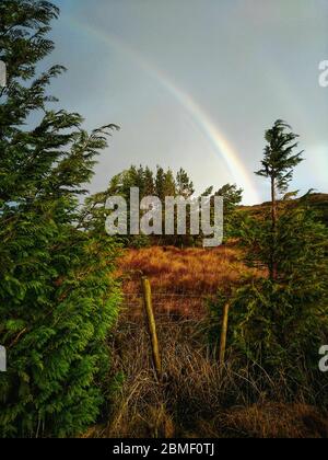 Paesaggio irlandese con arcobaleno luminoso in lontananza, pini alti sul lato, campo d'oro e erba selvaggia, più alberi di pino sullo sfondo Foto Stock