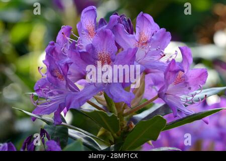 Rhodendron ponticum flower Rhodendron invasive fioritura arbusto sempreverde non indigeno Foto Stock