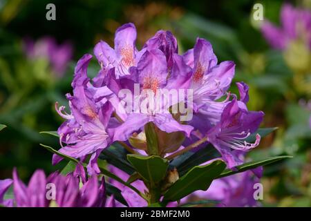 Rhodendron ponticum flower Rhodendron invasive fioritura arbusto sempreverde non indigeno Foto Stock