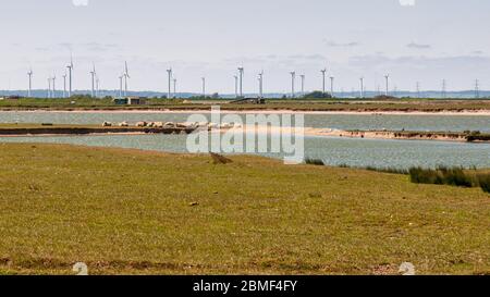 Un gregge di pecore al pascolo sotto le linee elettriche in alta tensione su Romney Marsh nel Kent, Inghilterra. Foto Stock