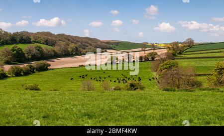 I bovini pascolano sui pascoli nella valle del Piddle nel paesaggio ondulato dei Dorset Downs in Inghilterra. Foto Stock