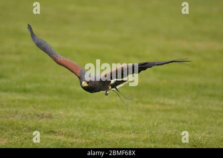 Il falco di Harris Parabuteo unicinctus in volo Foto Stock