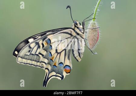 Il re dei prati, ritratto del vecchio mondo Swallowtail (Papilio machaon) Foto Stock