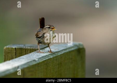 Wren- Troglodytes troglodytes in full song perches on fence in song. Molla Foto Stock