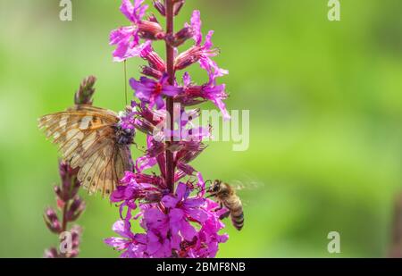 Farfalla e ape sono seduti di fronte l'uno all'altro su un fiore viola brillante il processo di impollinazione. Insetti ape e farfalla insieme impollinati Foto Stock
