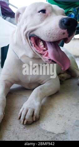 Dogo Argentino Bianco in una calda giornata estiva. Foto Stock