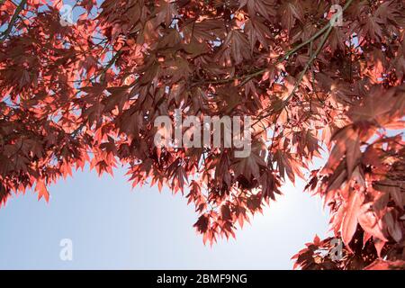 Guardando le foglie rosse di un albero Acer Foto Stock
