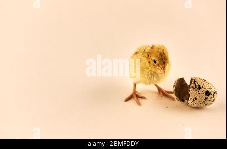 Pulcino di quaglia neonato con guscio di sego Foto Stock