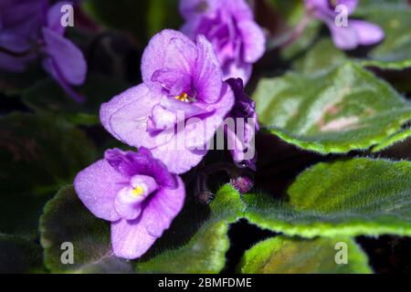 Fioritura dei fiori africani di violetta con foglie verdi Foto Stock