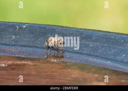 Ape di miele (Apis mellifera) acqua potabile da un bagno di uccello in un giardino, fauna selvatica giardino, Regno Unito Foto Stock