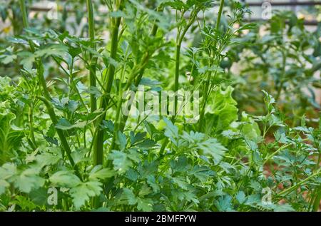 Hobby giardinaggio in serra, prezzemolo crescente, lattuga e pomodori Foto Stock