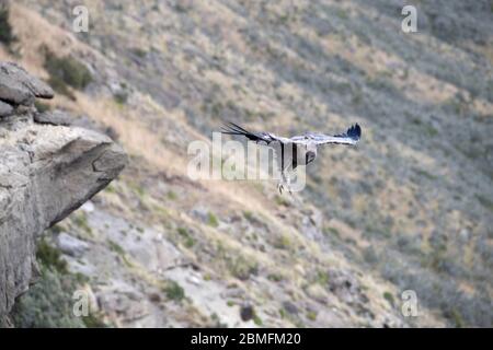 Un Condor in volo su un bordo di scogliera, Patagonia, Cile, Sud America Foto Stock