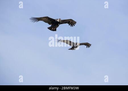 Coppia di Condor in volo contro un cielo blu, Patagonia, Cile, Sud America Foto Stock