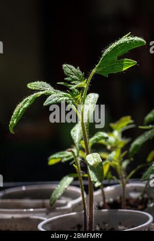 Piantine di pomodoro pianta che cresce dal suolo in vetro di plastica Foto Stock