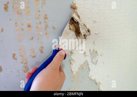 Primo piano di un raschietto utilizzato per rimuovere carta da parati vecchia dal muro. Foto Stock