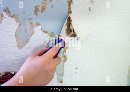 Primo piano di un raschietto utilizzato per rimuovere carta da parati vecchia dal muro. Foto Stock