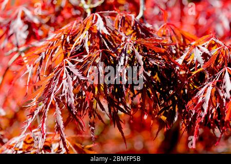 Acer palmatum ‘Inaba-shidare’ Foto Stock