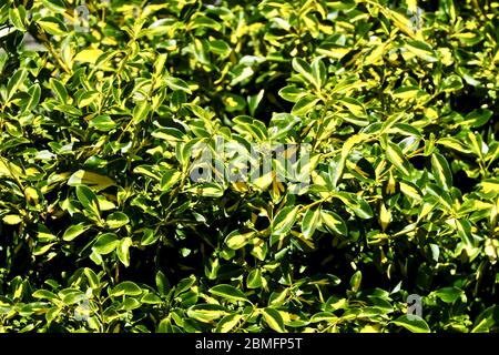 Euonymus japonicus "Golden Maiden" Foto Stock