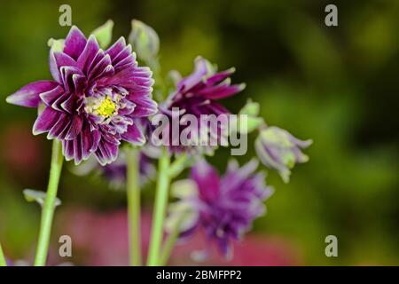 Aquilegia caerulea vulgaris Christa Barlow Foto Stock