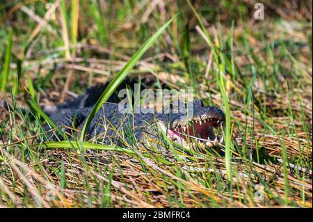Alligatore americano (Alligator missisippiensis) sul terreno nel Parco Nazionale delle Everglades, Florida, Stati Uniti Foto Stock