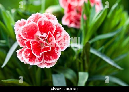 Dianthus cariophyllus ‘Oscar’ Foto Stock