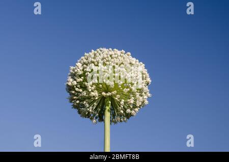 Primo piano delle piante di cipolla germogliante nel giorno estivo Foto Stock